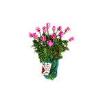 Dozen Valentine Roses, Oodleharts-a-Blushin Roses, Standard Bouquet