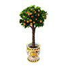 Potted Tangerine Tree by Simbabian Orchards