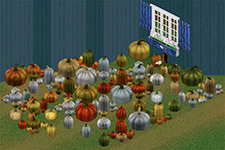 Harvest Pumpkins Pack