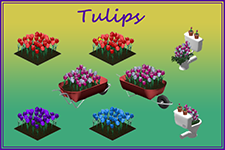 Tulips Pack