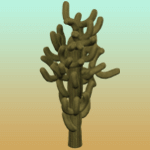 Plain Large Cactus 6