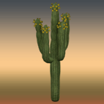 Flowered Large Cactus 7