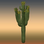 Flowered Large Cactus 8